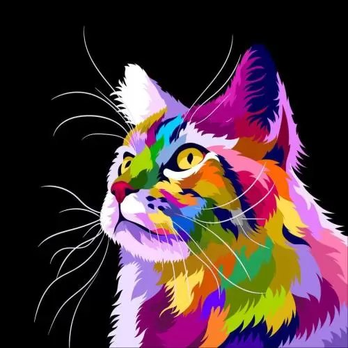 Canil e Gatil Daymio - Possibilidade Genetica de cor em maine coon